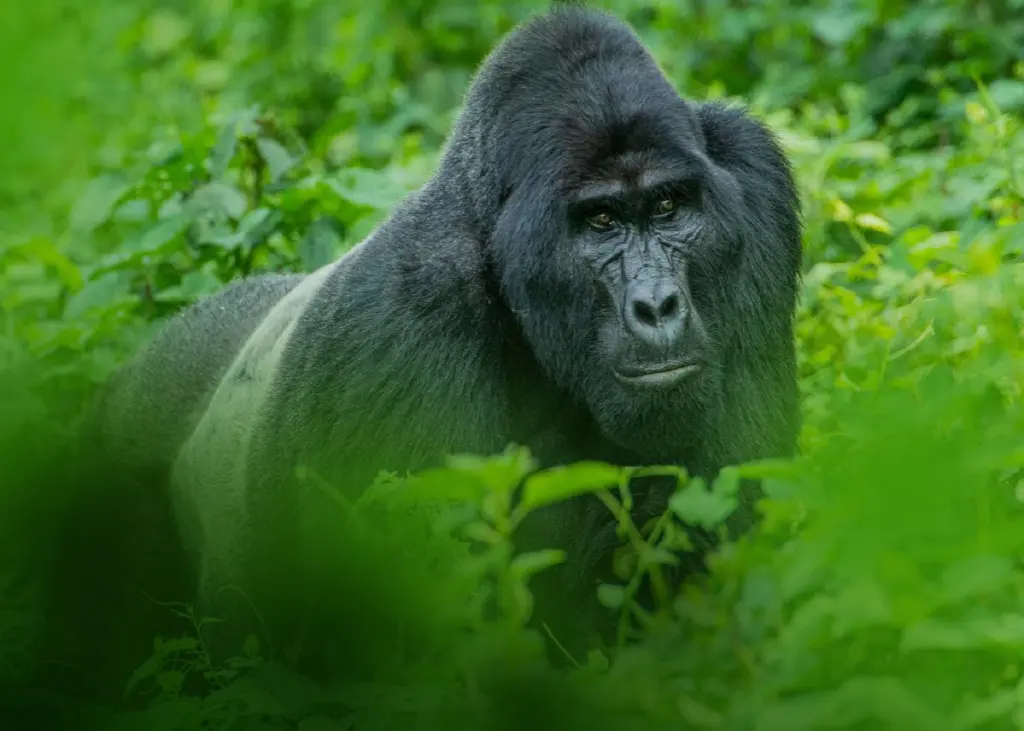 gorilla-safari-uganda