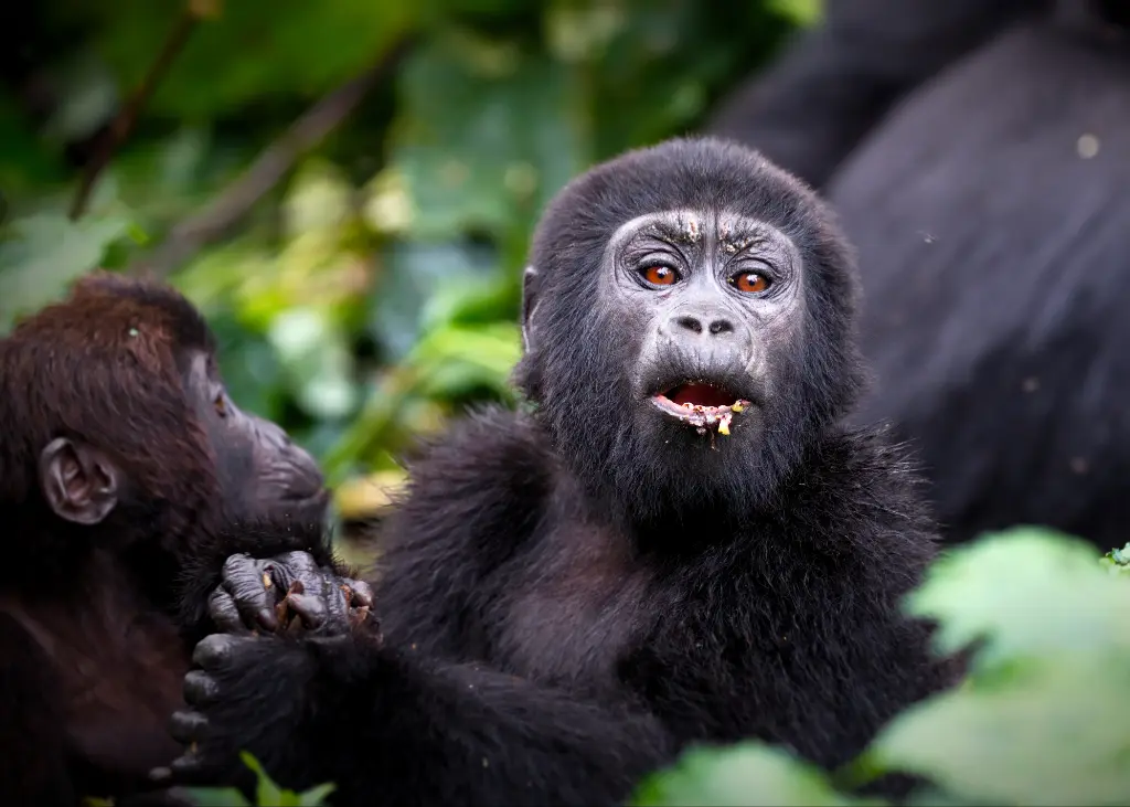 Gorilla Trekking uganda-2