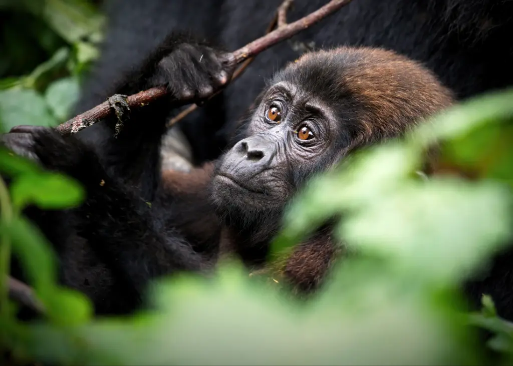 Gorilla trekking uganda-1