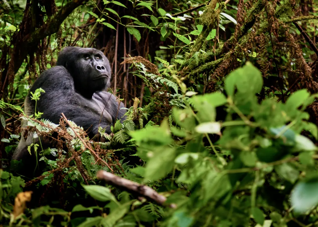 Gorilla trekking uganda-3