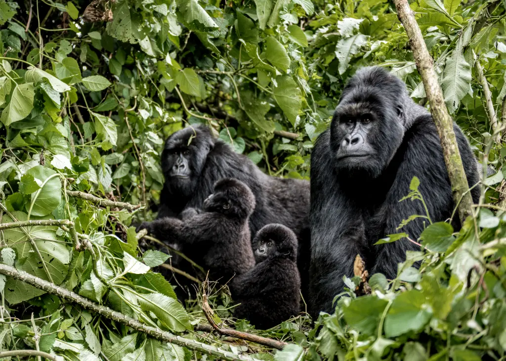 Gorilla trekking uganda-6