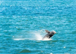 south africa 13