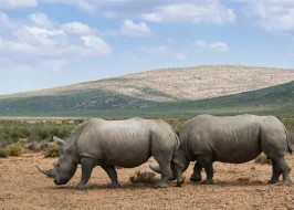 south africa-4