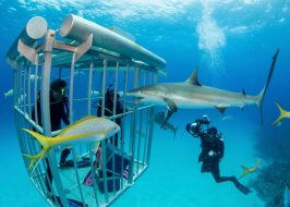 south africa shark dive